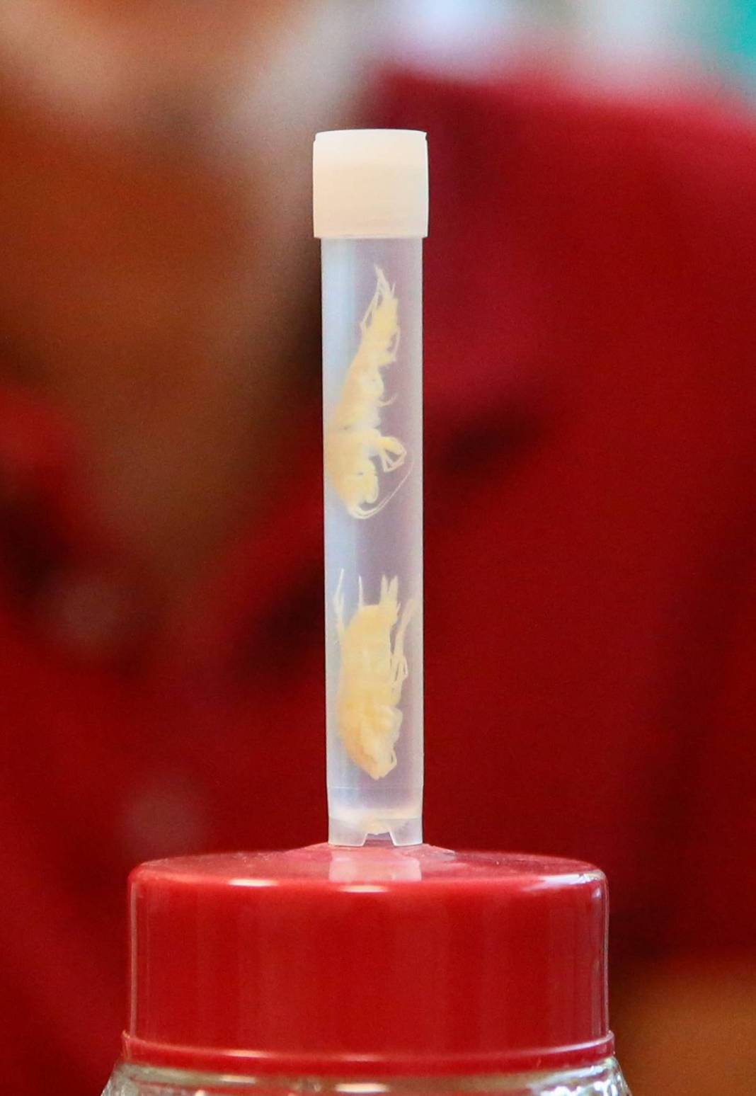 Dünyada ilk kez: Yeni sualtı canlısı türü, Türkiye'nin en derin üçüncü mağarasında keşfedildi! Türk bilim insanlarının başarısı 19